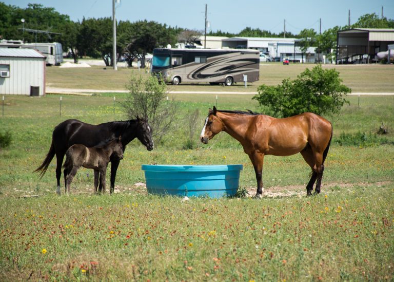 Three horses drinking water at Whitney Resorts